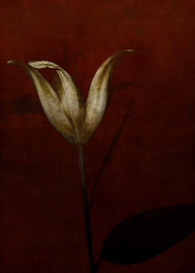 Liliom, 2015 (digitális fotóművészet) alkotó: Johan Lilja