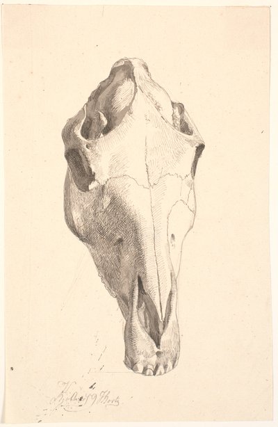 Szarvas Cranium alkotó: Johan Thomas Lundbye