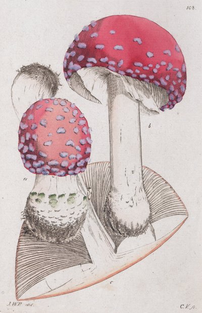 Amanita muscaria, 1804-1811 alkotó: Johan Wilhelm Palmstruch