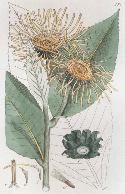 Elecampane Inula helenium, 1804-1811 alkotó: Johan Wilhelm Palmstruch