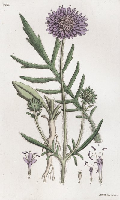 Mezei Scabious Knautia arvensis, 1804-1811 alkotó: Johan Wilhelm Palmstruch