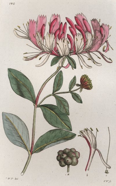 Honeysuckle Lonicera periclymenum, 1804-1811 alkotó: Johan Wilhelm Palmstruch