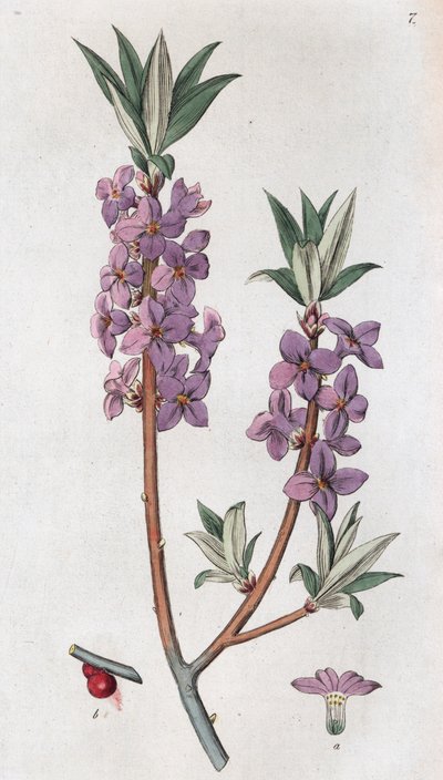 Mezereon Daphne mezereum, 1804-1811 alkotó: Johan Wilhelm Palmstruch