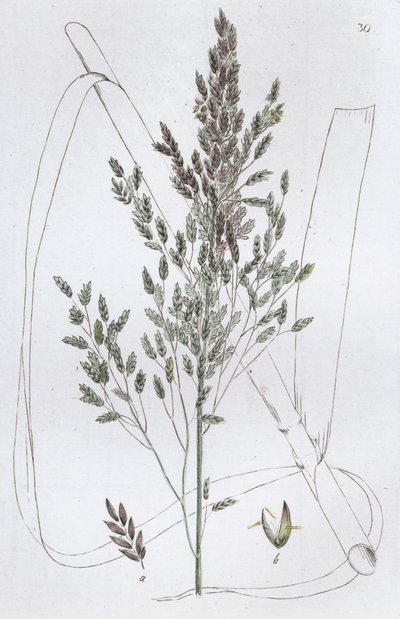 Reed Sweet Grass Poa aquatica, 1804-1811 alkotó: Johan Wilhelm Palmstruch