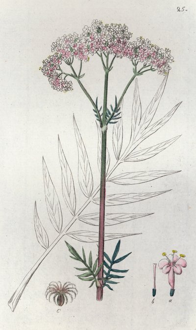 Valerian Valeriana officinalis, 1804-1811 alkotó: Johan Wilhelm Palmstruch