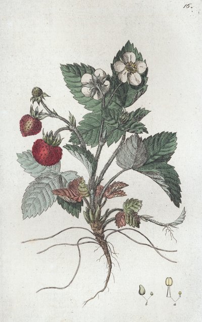 Vadeper Fragaria vesca, 1804-1811 alkotó: Johan Wilhelm Palmstruch