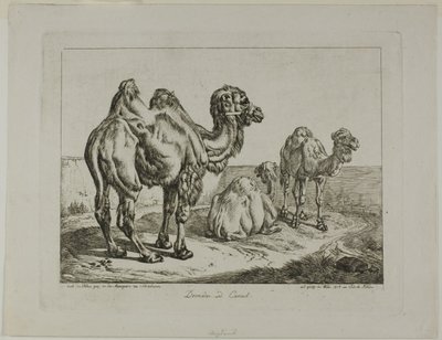 Dromedár és teve alkotó: Johann Adam Klein