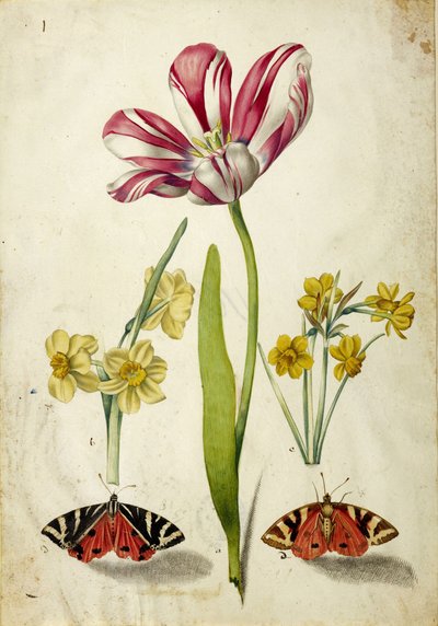 Tulipán, nárcisz és pillangók, c. 1660. alkotó: Johann Bartholomäus Braun