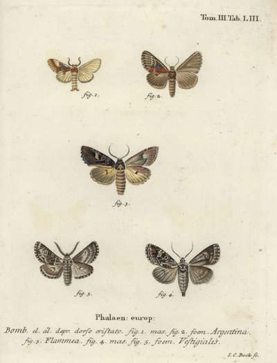 Argentin, lángbrokát és íjász nyíl. alkotó: Johann Carl Bock