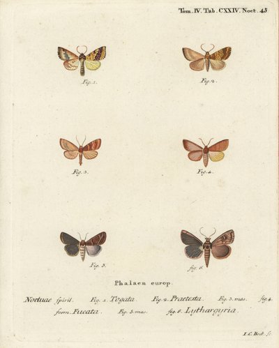 Barred sallow, Tileacea aurago 1-4, és agyagmoly, Mythimna ferrago 5.6. Johann Carl Bock kézzel színezett rézmetszete Eugenius Johann Christoph Esper Pillangók a természet képeiben című műve nyomán, Erlangen alkotó: Johann Carl Bock