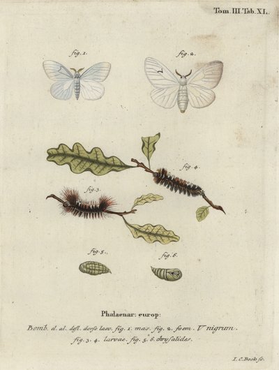 Fekete V-moly, Arctornis l-nigrum. alkotó: Johann Carl Bock