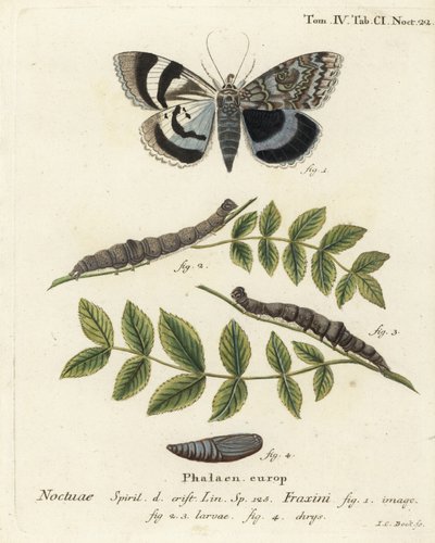 Kék alsószárnyú lepke vagy Clifden nonpareil, Catocala fraxini. Johann Carl Bock kézi színű rézmetszete Eugenius Johann Christoph Esper A pillangók természeti illusztrációkban című műve, Erlangen nyomán alkotó: Johann Carl Bock