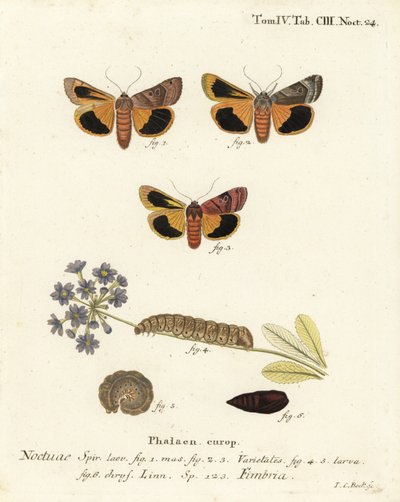 Széles szegélyű sárga alsószárny, Noctua fimbriata. Johann Carl Bock kézi színű rézmetszete Eugenius Johann Christoph Esper A pillangók természeti illusztrációkban című műve, Erlangen nyomán alkotó: Johann Carl Bock