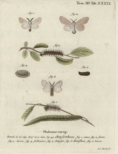 Barnafarkú lepke, Euproctis chrysorrhoea. alkotó: Johann Carl Bock