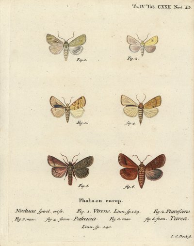 Burren zöld, Calamia tridens 1, sárgás, Xanthia icteritia 2, szögcsíkos sárga, Enargia paleacea 3,4, és kettős vonal, Mythimna turca 5,6. Johann Carl Bock kézi színű rézmetszete Eugenius Johann Christoph Esper Die Schmetterlinge című műve nyomán alkotó: Johann Carl Bock