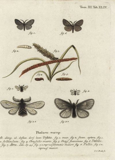 Canephora hirsuta, Ocneria detrita és Epichnopterix plumella. alkotó: Johann Carl Bock