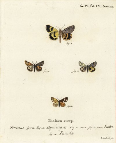 Catocala hymenaea 1, Amerila puella 2,3 és Isturgia famula molyok 4. Johann Carl Bock kézi színű rézmetszete Eugenius Johann Christoph Esper A pillangók a természet utáni illusztrációkban című műve alapján, Erlangen alkotó: Johann Carl Bock