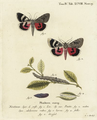 Catocala pacta lepke. Johann Carl Bock kézi színű rézmetszete Eugenius Johann Christoph Esper A pillangók természeti illusztrációkban című műve, Erlangen nyomán alkotó: Johann Carl Bock