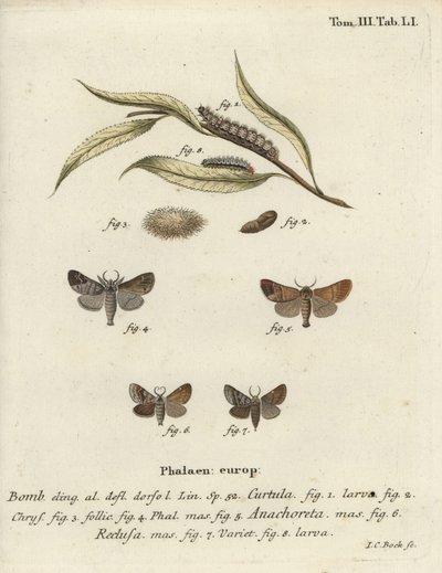 Csokoládéhegyű molyok. alkotó: Johann Carl Bock