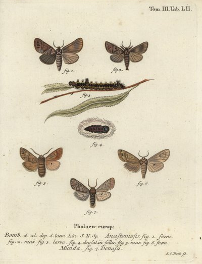 Clostera anastomosis és Nudaria mundana. alkotó: Johann Carl Bock