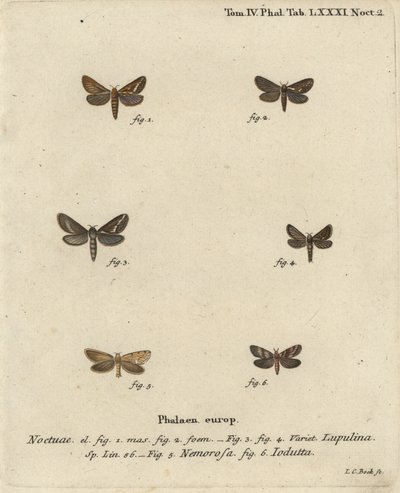 Közönséges sebeslepke, Korscheltellus lupulina 1-4, aranysárga, Phymatopus hecta 5 és Pharmacis carna 6. Johann Carl Bock kézzel színezett rézmetszet Eugenius Johann Christoph Esper Pillangók a természet képeiben című műve nyomán, Erlangen alkotó: Johann Carl Bock