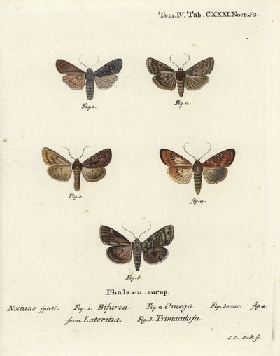 Konformista, Lithophane furcifera 1, dupla dart, Graphiphora augur 2, ritka szál, Apamea lateritia 3,4 és ezüst ívek, Polia hepatica 5. alkotó: Johann Carl Bock