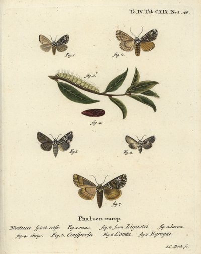 Koronás lepke, Craniophora ligustri 1-4, márványos korona, Hadena confusa 5, változatos korona, Hadena compta 6 és zöld ívek, Anaplectoides prasina 7. Johann Carl Bock kézi színű rézmetszet Eugenius Esper’s Christoph nyomán. alkotó: Johann Carl Bock