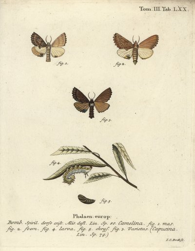 Kiemelkedő Coxcomb, Ptilodon capucinus. alkotó: Johann Carl Bock