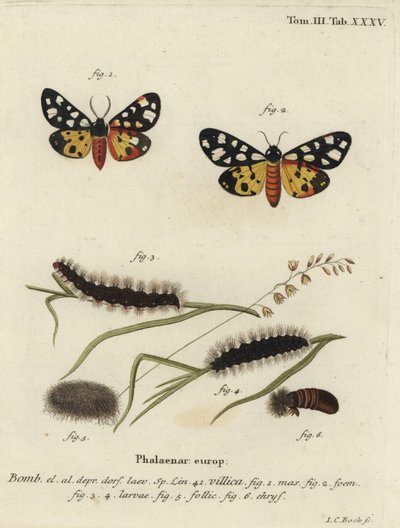 Krémfoltos tigrismoly, Epicallia villica alkotó: Johann Carl Bock