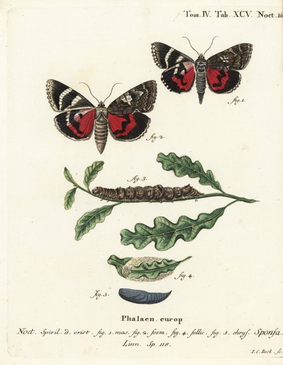 Sötét bíbor alsó szárny, Catocala sponsa. Johann Carl Bock kézzel színezett rézmetszete Eugenius Johann Christoph Esper Pillangók a természet képeiben című műve nyomán, Erlangen alkotó: Johann Carl Bock