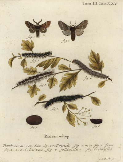Decemberi lepke, Poecilocampa populi. alkotó: Johann Carl Bock