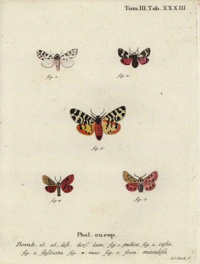 Diszkrét kísérő- és tigrismolyok. alkotó: Johann Carl Bock