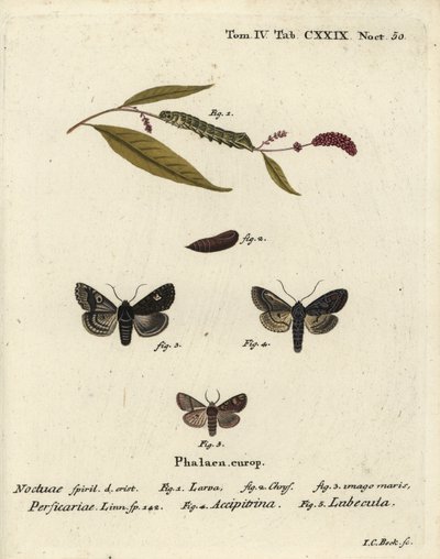 Dot, Melanchra persicariae 1-4 és Dryobota labecula 5. Johann Carl Bock kézzel színezett rézmetszet Eugenius Johann Christoph Esper Pillangók a természet képeiben című műve után, Erlangen alkotó: Johann Carl Bock