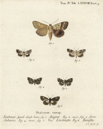Dupla dart vagy jós, Graphiphora augur 1, sápadt váll, Acontia lucida 2.3, négypettyes lepke, Tyta luctuosa 4,5 és druida lepke, Aedia funesta 6. Johann Carl Bock kézzel festett rézmetszet, Eugenius Es Johann Christo Dieph. alkotó: Johann Carl Bock