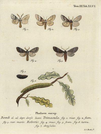 Drymonia dodonaea lepke. alkotó: Johann Carl Bock