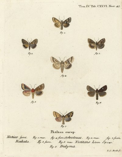 Szürke sálya, Eremobia ochroleuca 1,4, Cynaeda dentalis 2,3, fülmoly, Amphipoea ocula 5,6 és közönséges rusztikus, Mesapamea secalis 7. Johann Carl Bock kézi színű rézmetszetei Eugenius Johann Dieperlinge