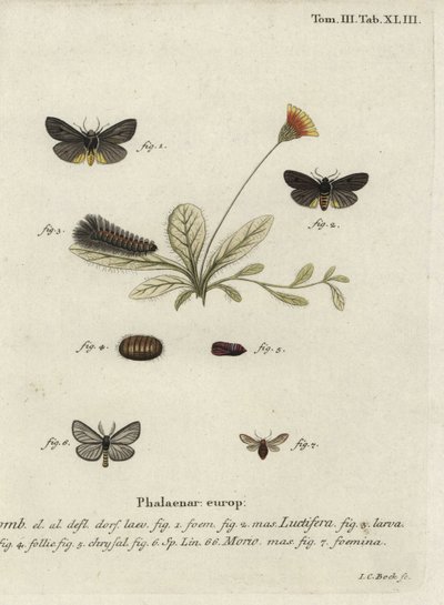 Epatolmis caesarea és Penthophera morio lepkék. alkotó: Johann Carl Bock