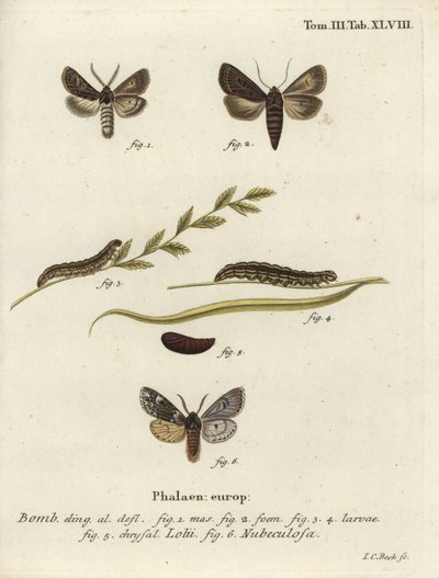 Tollas gótikus és rannochi lepkék. alkotó: Johann Carl Bock