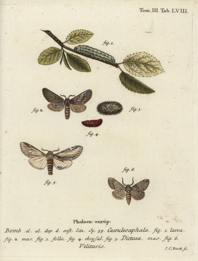 Nyolc ábra, kiemelkedő fecske és Drymonia velitaris lepke. alkotó: Johann Carl Bock