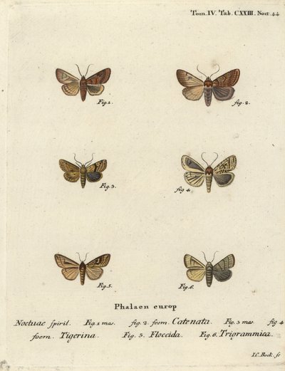 Gombos gesztenye, Agrochola helvola 1,2, pöttyös gesztenye, Conistra rubiginea 3,4, barna vonalú fényes szem, Mythimna conigera 5 és magas vonalak, Charanyca trigrammica 6. Johann Carl Johan kézi rézmetszet, Eugen Christoph után alkotó: Johann Carl Bock