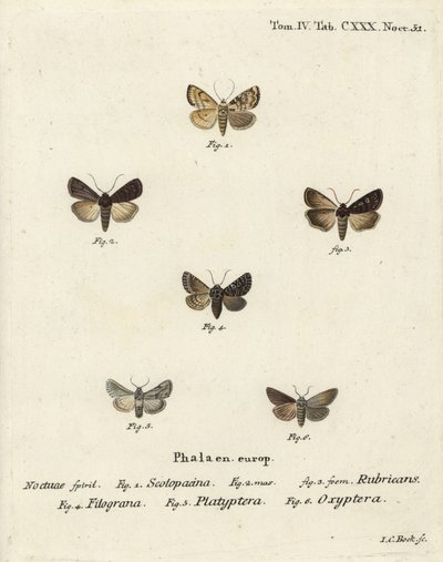Kerti dárda, Euxoa nigricans 1-3, Hadena filograna 4, antirrhinum brokát, Calophasia platyptera 5, Simyra nervosa 6. Johann Carl Bock kézzel színezett rézmetszete Eugenius Johann Christoph Esper Die Schmetterlinge in Abbildungen nach der alkotó: Johann Carl Bock