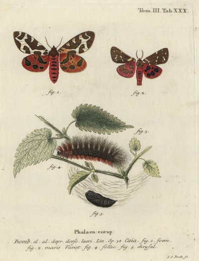 Kerti tigrismoly vagy nagy tigrismoly, Arctia caja. alkotó: Johann Carl Bock