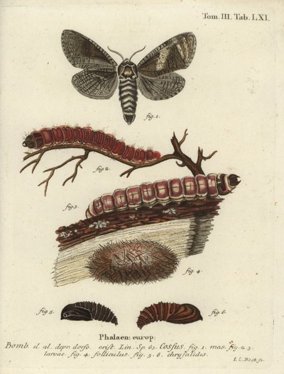 Kecskemoly, Cossus cossus alkotó: Johann Carl Bock