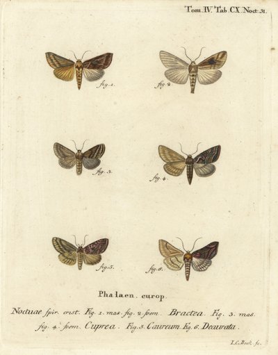 Arany spangle, Autographa lemez 1,2, Euchalcia modestoides 3,4, Lamprotes c-golden 5 és Panchrysia deaurata 6. Johann Carl Bock kézi színű rézmetszet Eugene Johann Christoph Esper Die Schmetterlinge in Abbildungen nach der című műve alapján alkotó: Johann Carl Bock