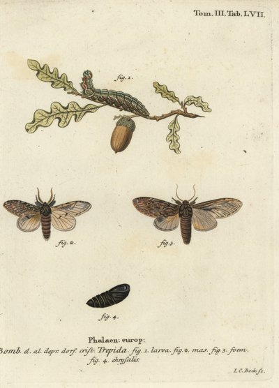 Nagy prominens, kétséges Peridea. alkotó: Johann Carl Bock