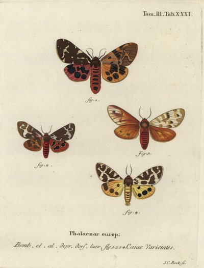 Nagy tigrismolyfajták, Arctia caja. alkotó: Johann Carl Bock
