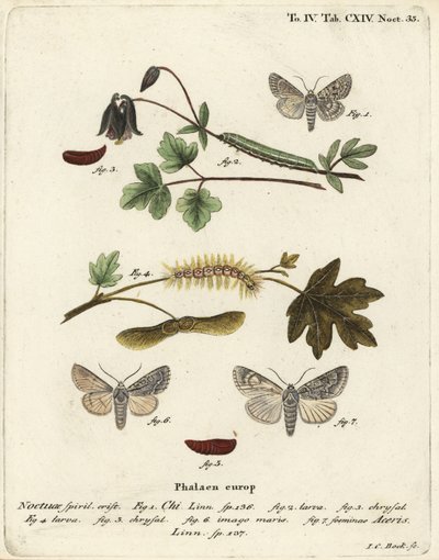 Szürke chi, Antitype chi 1 és platánmoly, Acronicta aceris 2-7. Johann Carl Bock kézi színű rézmetszete Eugenius Johann Christoph Esper A pillangók természeti illusztrációkban című műve, Erlangen nyomán alkotó: Johann Carl Bock