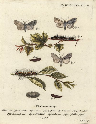 Szürke tőr, Acronicta psi 1-4, és sötét tőr, Acronicta tridens 5-8. Johann Carl Bock kézi színű rézmetszete Eugenius Johann Christoph Esper A pillangók természeti illusztrációkban című műve, Erlangen nyomán alkotó: Johann Carl Bock