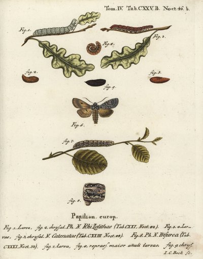 Szürke lapocka, Lithophane ornitopus 1,2, hullámos gesztenye, Agrochola helvola 3-5, konformista, Lithophane furcifera 6-9. Johann Carl Bock kézi színű rézmetszete Eugenius Johann Christoph Esper Die Schmetterlinge in Abbildungen n című műve nyomán alkotó: Johann Carl Bock