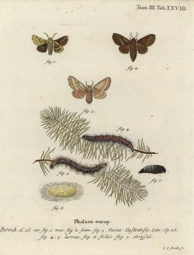 Földi lakájmoly, Malacosoma castrense. alkotó: Johann Carl Bock